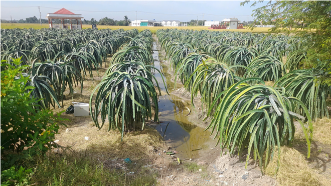 The farmer’s dragon fruit farm, where the IoT system is tested